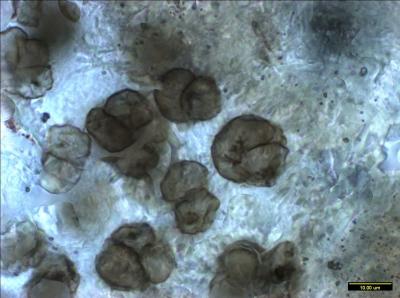Cell Pairs