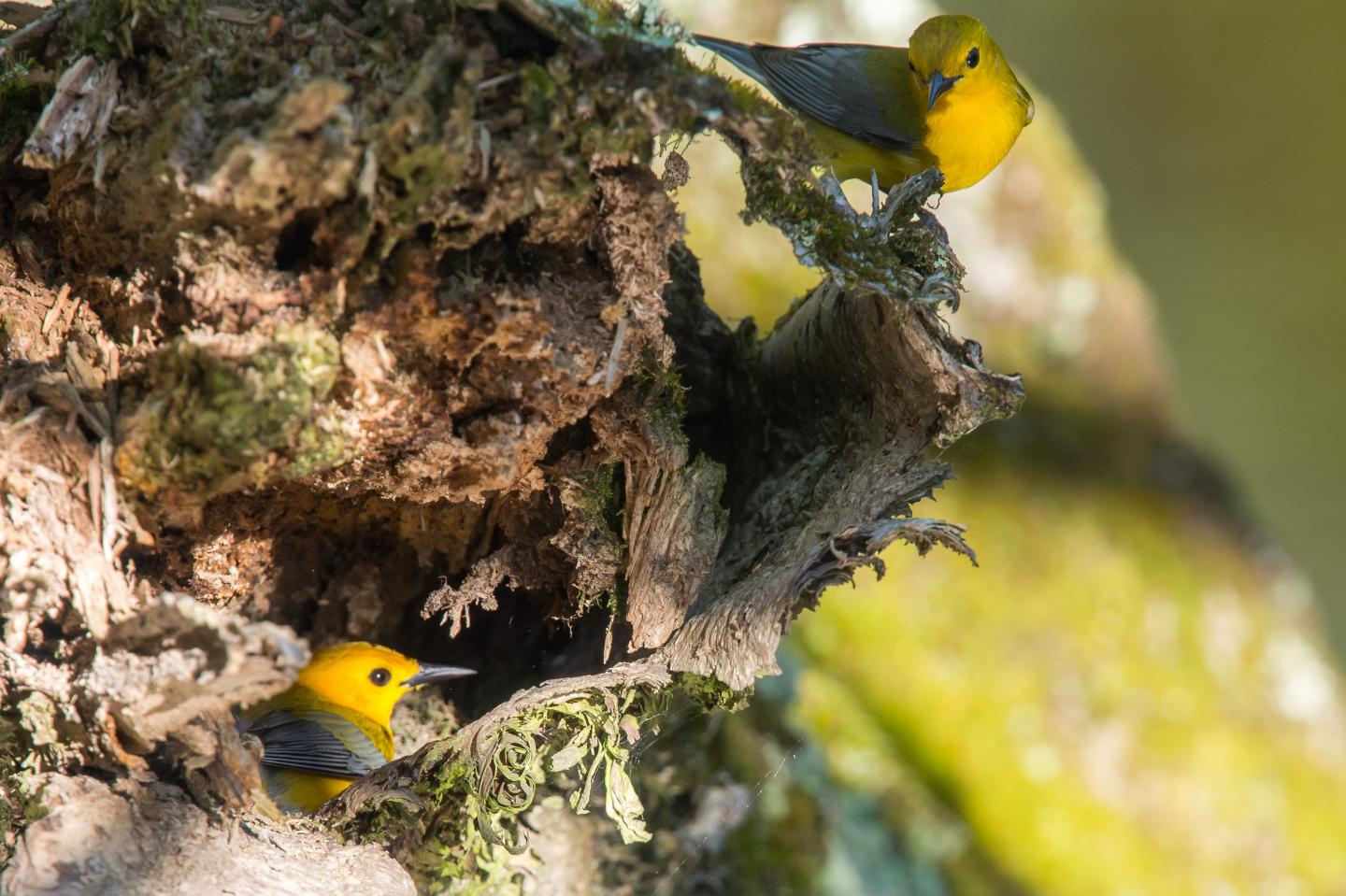 Prothonotary Warblers