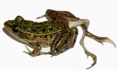 Leopard Frog Deformity