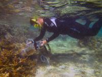Mutualistic Fish (2 of 3)