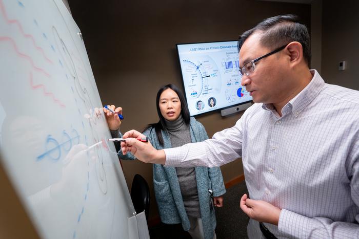 Retrotransposon drives cancer by altering 3D genome structure