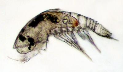 Y Larvae