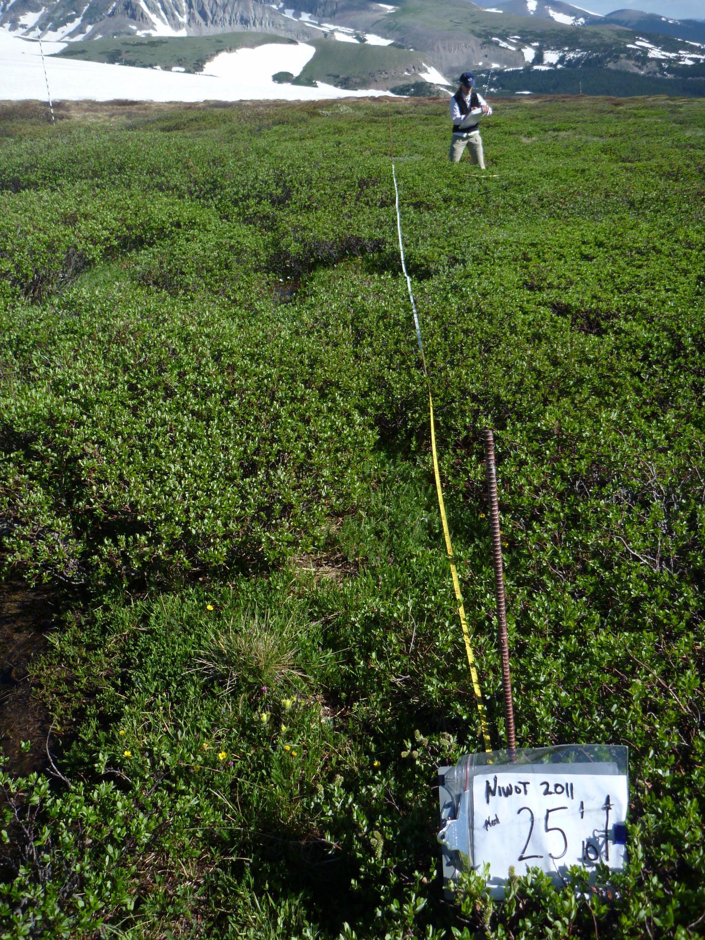 Flower Declines Shrink Bee Tongues (6 of 11)
