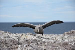 Young petrel wings spread