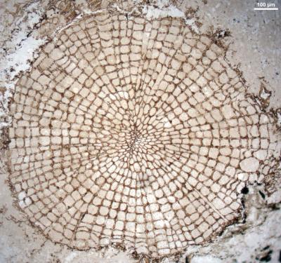 Small Plants Are Earliest Evidence of Wood