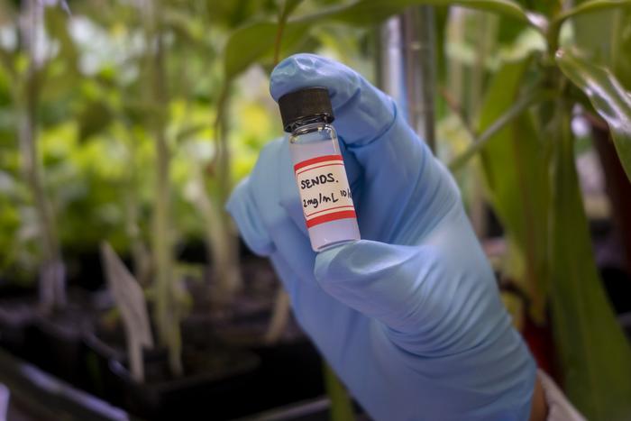 Nanoparticle smart spray helps crops block infection before it starts