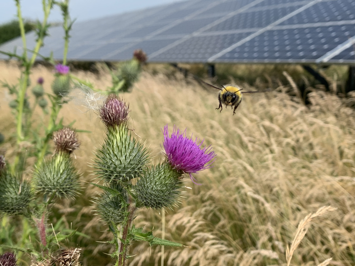 Bumble bee in UK solar park (3). Credit Hollie Blaydes.