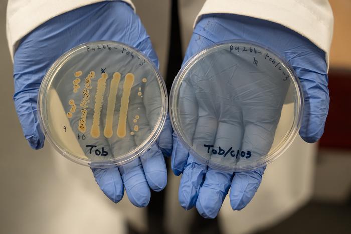 Chlorate-antibiotic combination more effectively kills P. aeruginosa, bacteria that often infect chronic wounds, than single-drug antibiotics