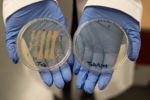 Chlorate-antibiotic combination more effectively kills P. aeruginosa, bacteria that often infect chronic wounds, than single-drug antibiotics