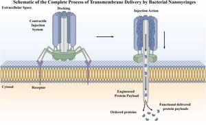 Mechanism of transmembrane delivery by bacterial nano-syringes