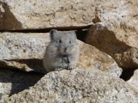 Furry Pika