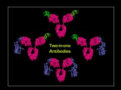 Engineered Antibody Challenges 'One Lock, One Key' Dogma (1 of 3)