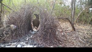 A male great bowerbird in a rural environment displaying to a female