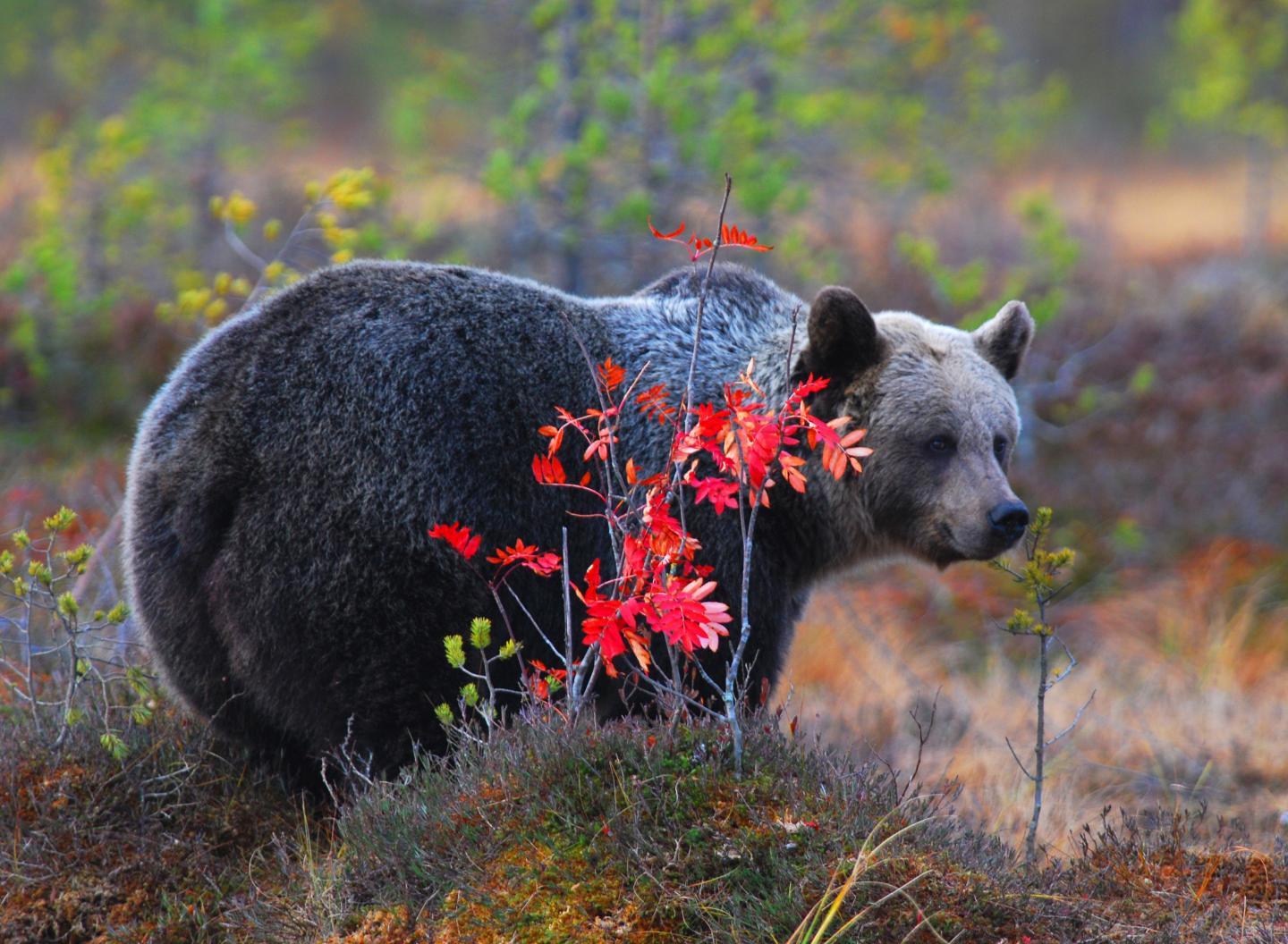 Specimen of Brown Bear (2 of 3)