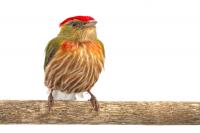 Striped Manakin
