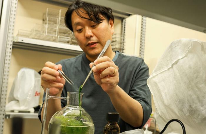 Dr. Ichihara culturing green algae. He studies genes involved in fertilization
