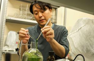 Dr. Ichihara culturing green algae. He studies genes involved in fertilization