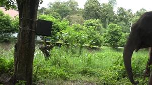 Asian elephants (Elephas maximus) demonstrate inhibitory control in a detour task