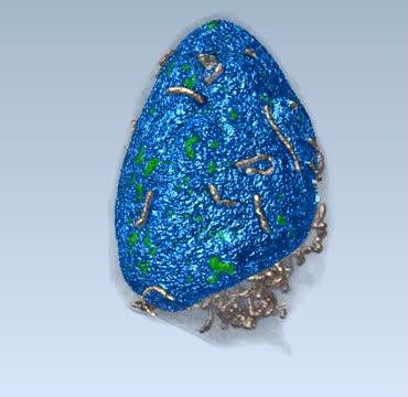 3-D Journey Through the Center of a Cell