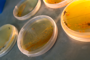 Salinispora cultures in the Moore Lab at UC San Diego's Scripps Institution of Oceanography.