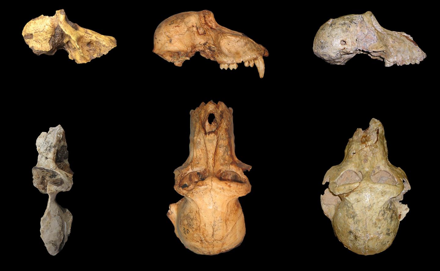 Comparison of Morphology