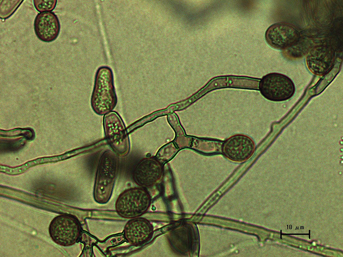 Ceratocystis ficicola