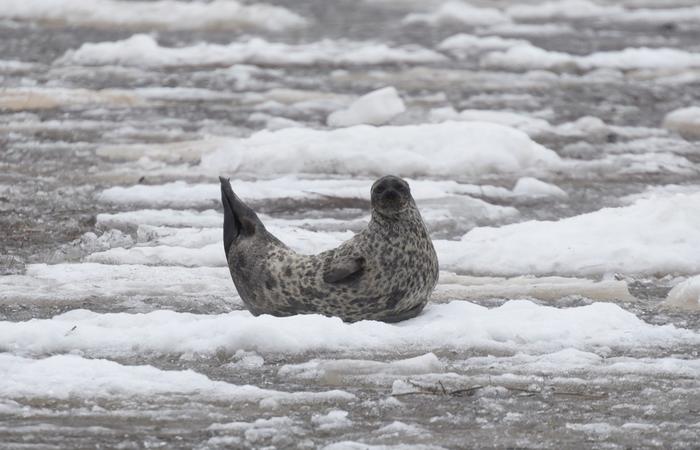 Baltic ringed seal