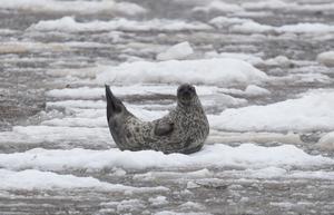 Baltic ringed seal