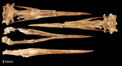 Penguin Fossil Paints a Portrait of Ancient Feathers (7 of 13)