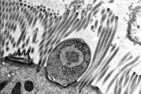 Cryptosporidium Trophozoites