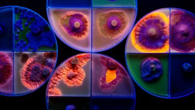 Generalist Fungus