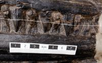 The ichthyosaur's teeth