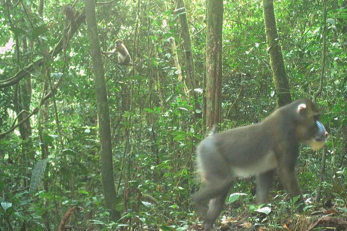 Male mandrill with youngsters