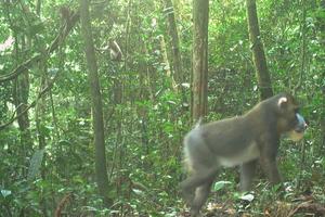 Male mandrill with youngsters