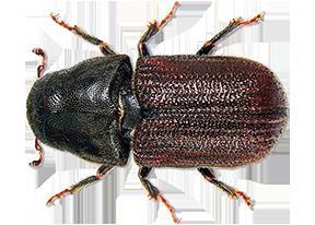 Beetle