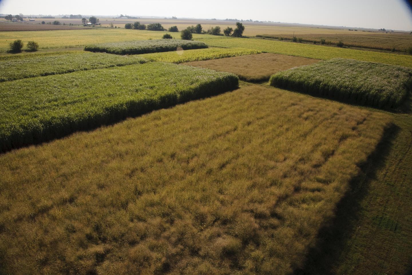 <I>Miscanthus</I>
