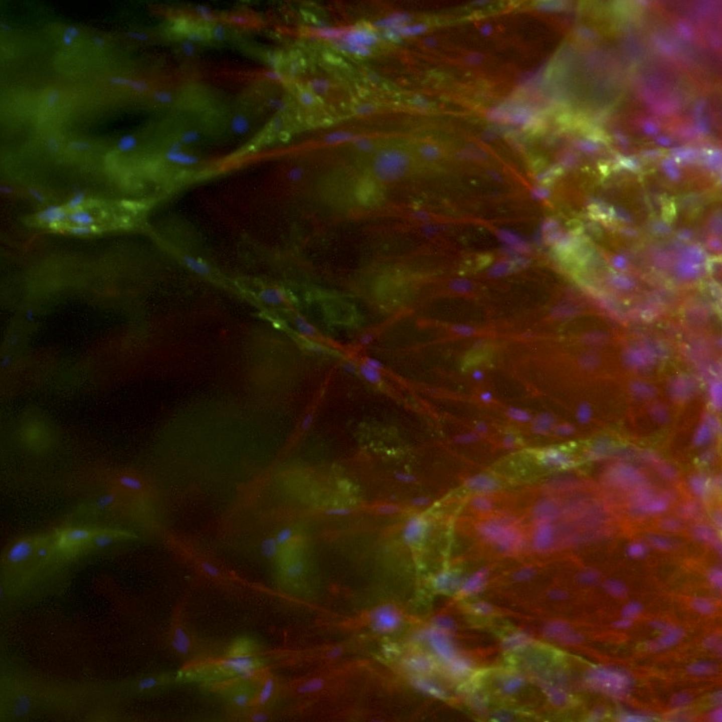 Capillaries and Stem Cells Make Contact