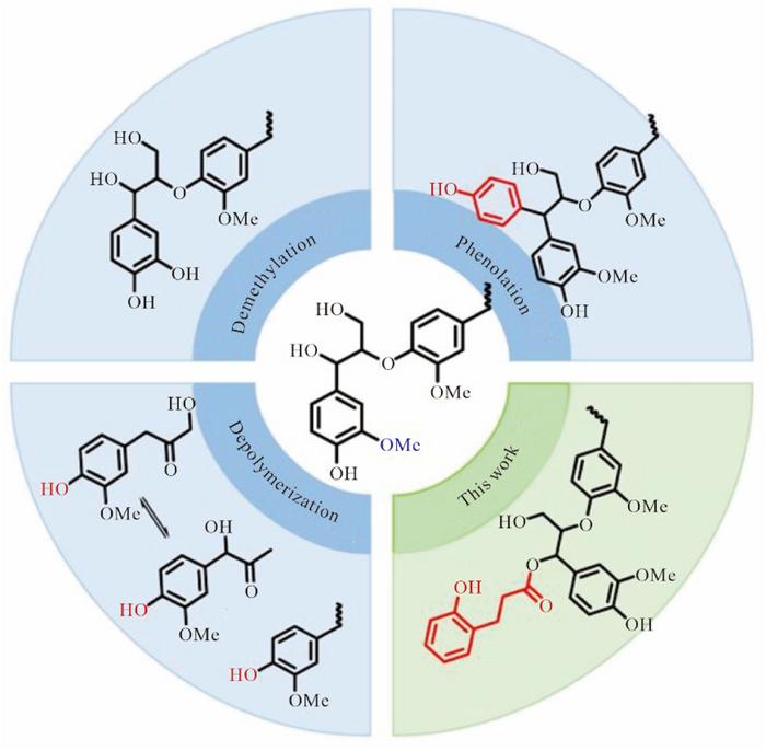 Revolutionary Sunscreen from Lignin: A Natural and Sustainable Breakthrough