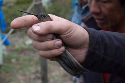 Giant Hummingbird