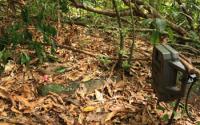 Camera-Trap at a Seed Cache