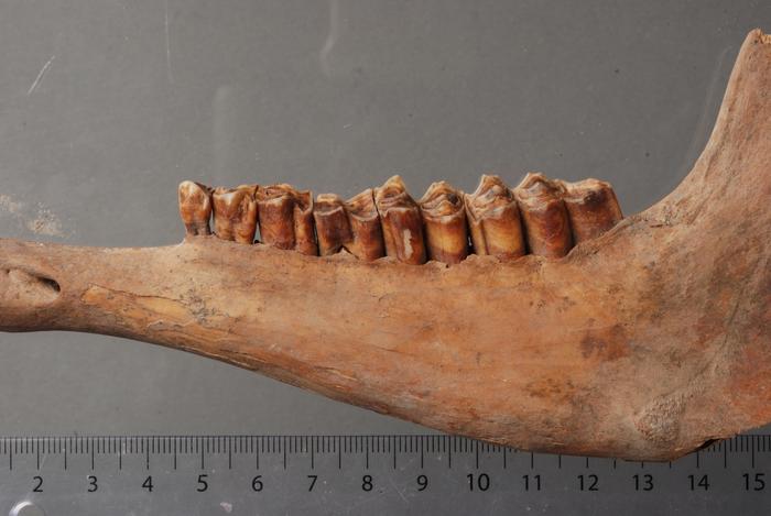 Sheep jaw