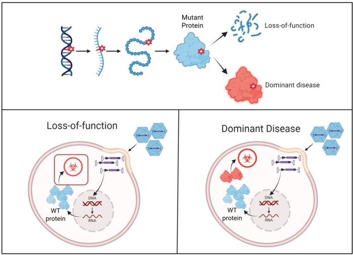 Mutation-driven disease mechanisms and implications for gene therapy