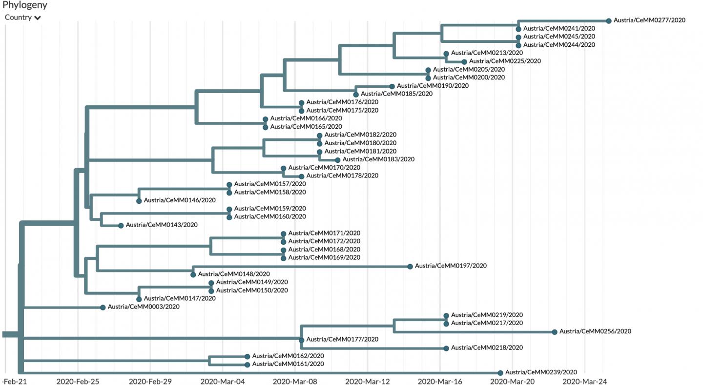 Phylogenetic Tree of a SARS-CoV-2 Cluster in Austria