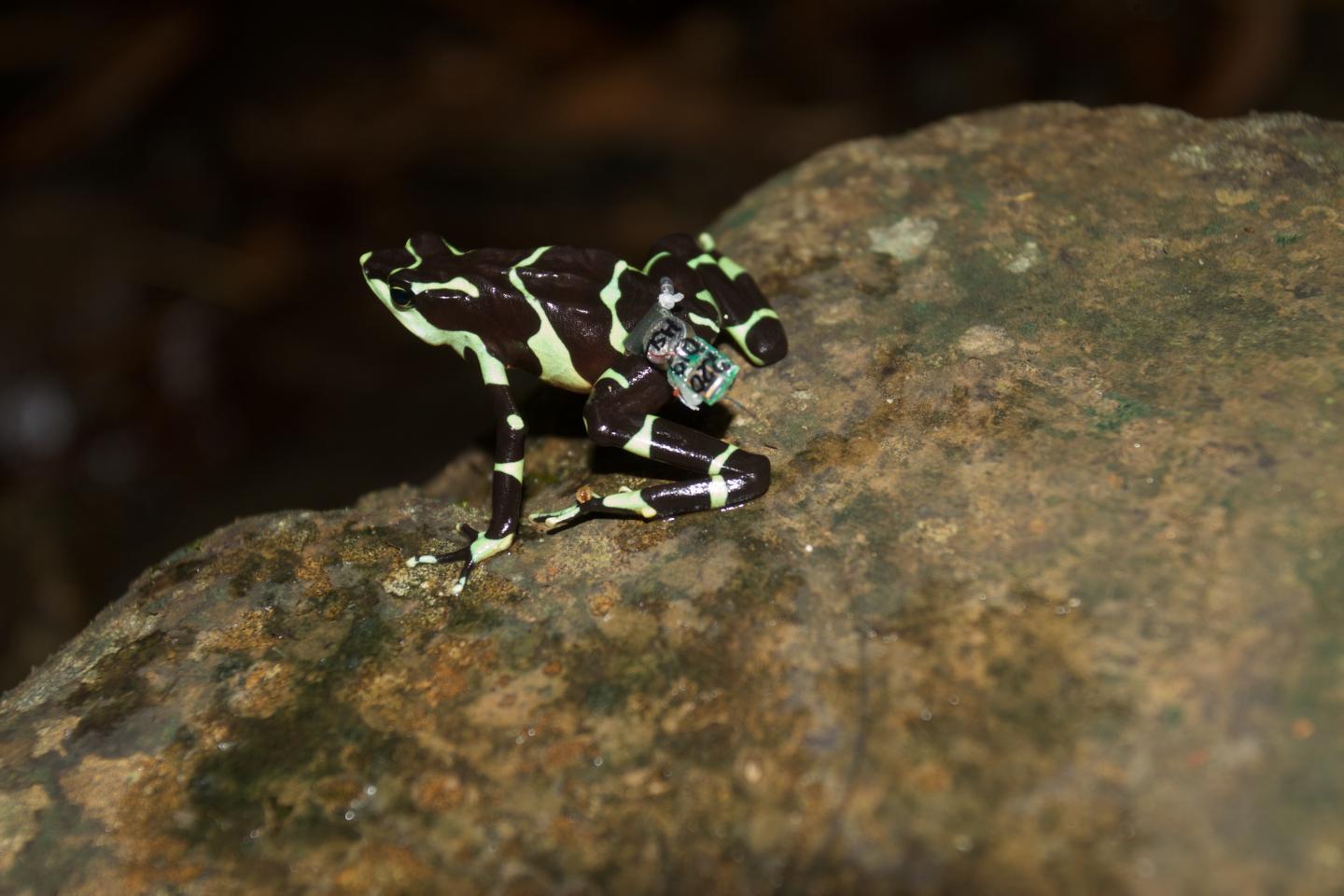 Limosa Harlequin Frog Wearing Radio Transmitter
