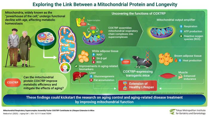 Exploring the link between COX7RP, a mitochondrial protein, and longevity