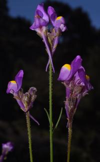 The Spanish Plant that Was Classified by Mistake