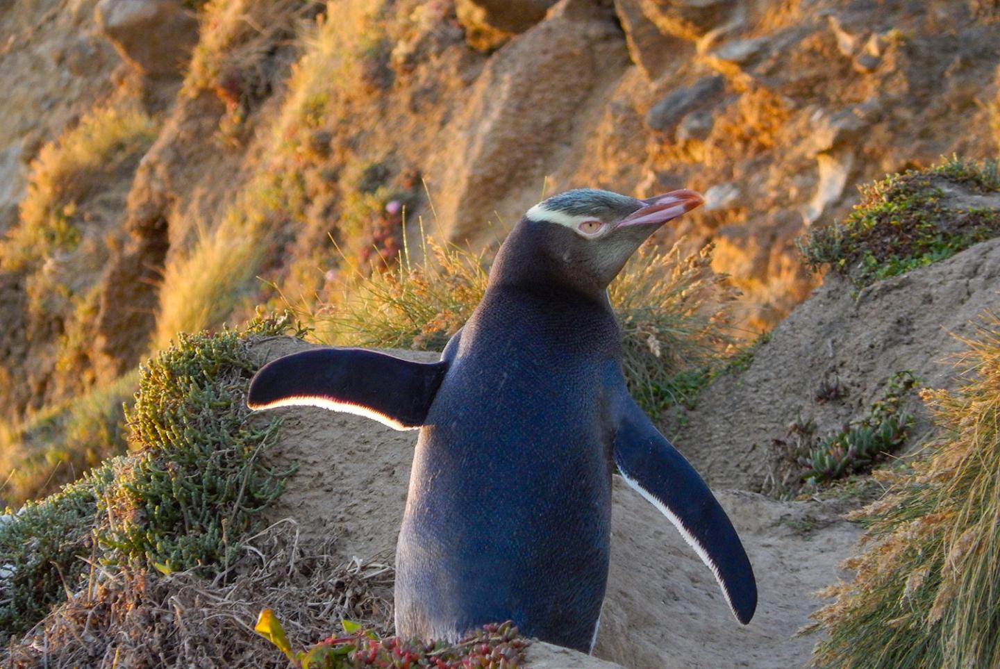 Yellow-Eyed Penguin