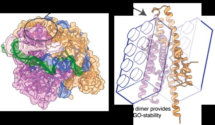 Why Al3Cas12f is so stable