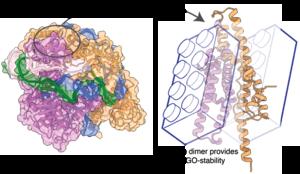 Why Al3Cas12f is so stable