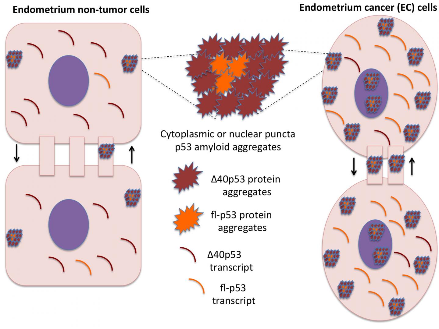 &Delta;40p53 Isoform Explains p53 Aggregation